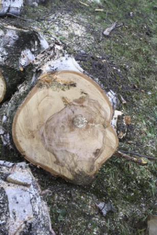 Kácení u hřbitova v Tylovicích duben 2012 015