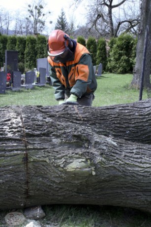 Kácení u hřbitova v Tylovicích duben 2012 034